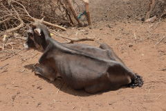 Borana-Drought-2023-picture-4